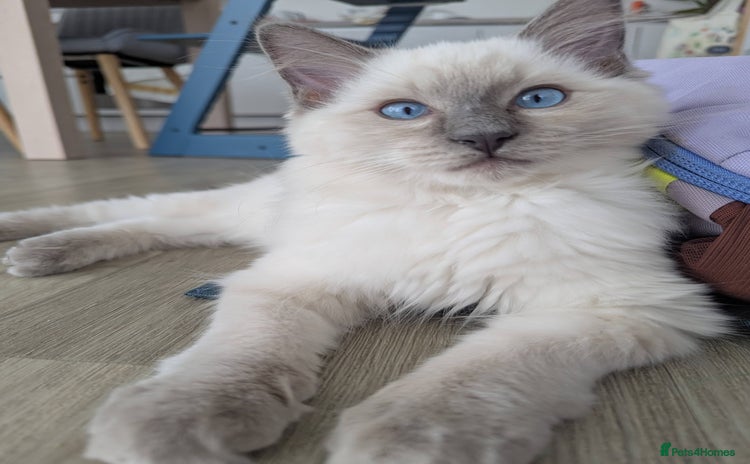 Ragdoll cats - Advert 12