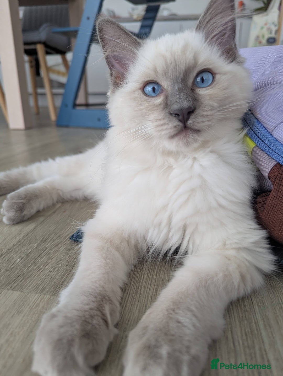 Ragdoll cats for sale: Male Ragdoll Seeks Loving Home💙 - Image 4