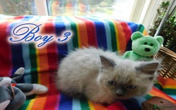 Ragdoll cats for sale: Stunning Ragdoll Kittens.... READY NOW - Image 3