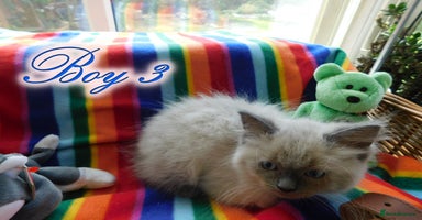 Ragdoll cats - Advert 2