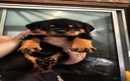Rottweiler dogs for sale: Superb litter of dual purpose Rottweiler puppies. - Image 6