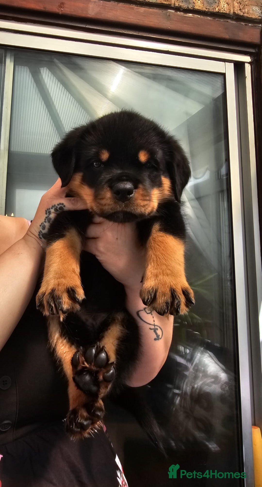 Rottweiler dogs for sale: Superb litter of dual purpose Rottweiler puppies. - Image 6