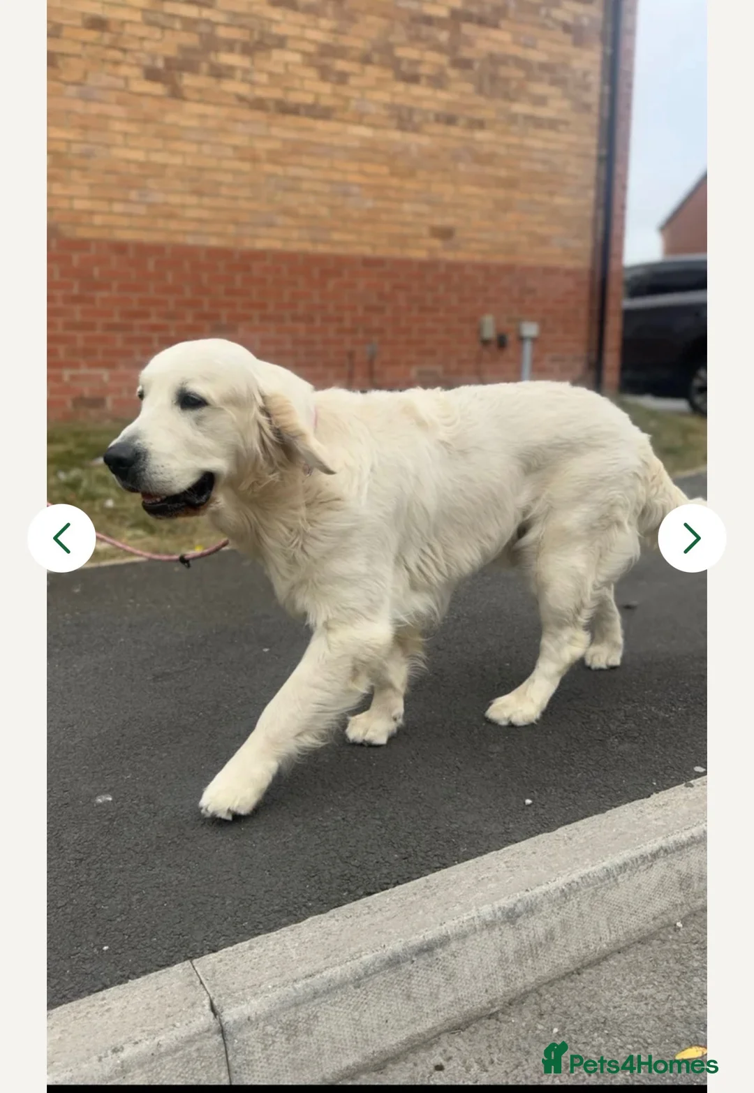 Goldador dogs for sale: Beautiful goldadors - Advert 3
