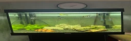 Angelfish fish for sale: 250L Tank with Community of Fish - Advert 2