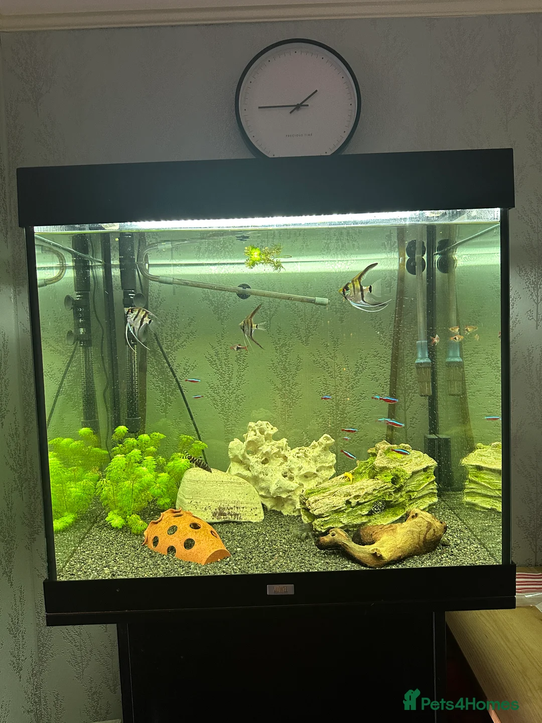 Angelfish fish for sale: 250L Tank with Community of Fish - Advert 2