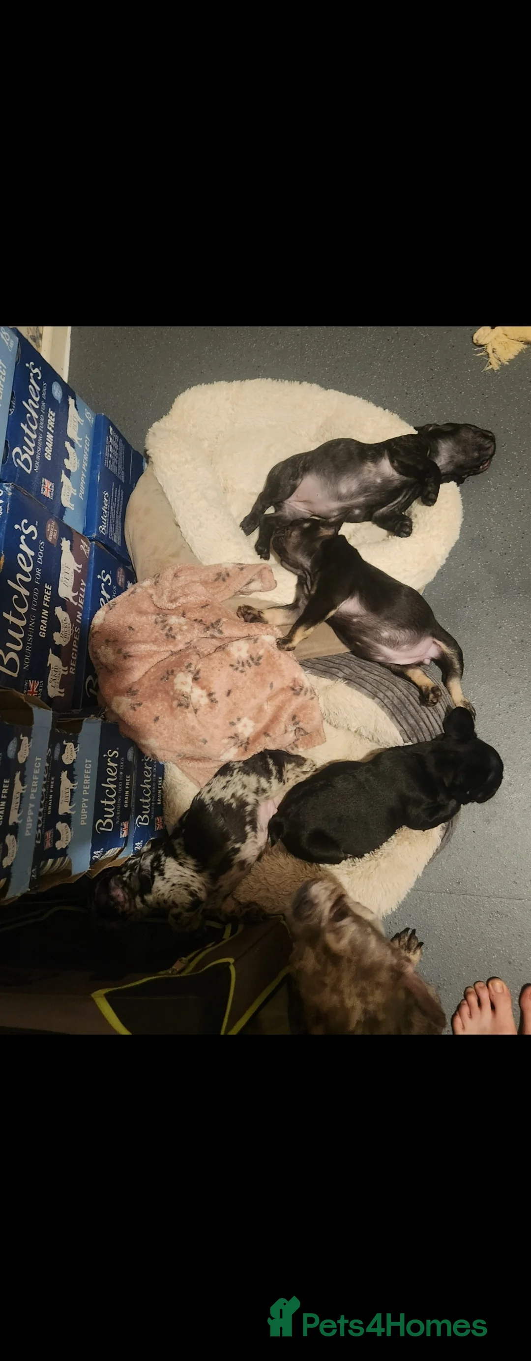 French Bulldog dogs for sale: Beautiful Frenchies Puppy's For Sale  - Advert 37