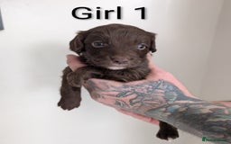 Cockapoo dogs for sale: Toy cocker poo f2 pups - Image 10