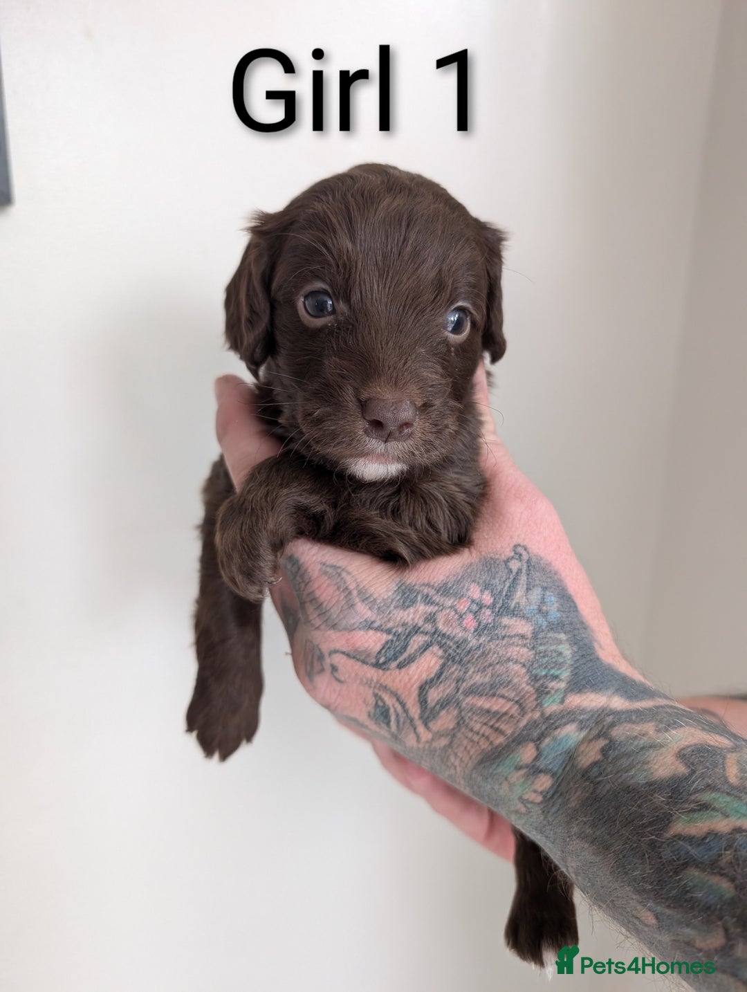 Cockapoo dogs for sale: Toy cocker poo f2 pups - Image 10