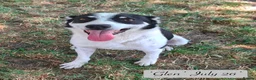 Mixed Breed dogs for adoption: Glen, 5 yrs approx. Reserved STC. - Advert 2