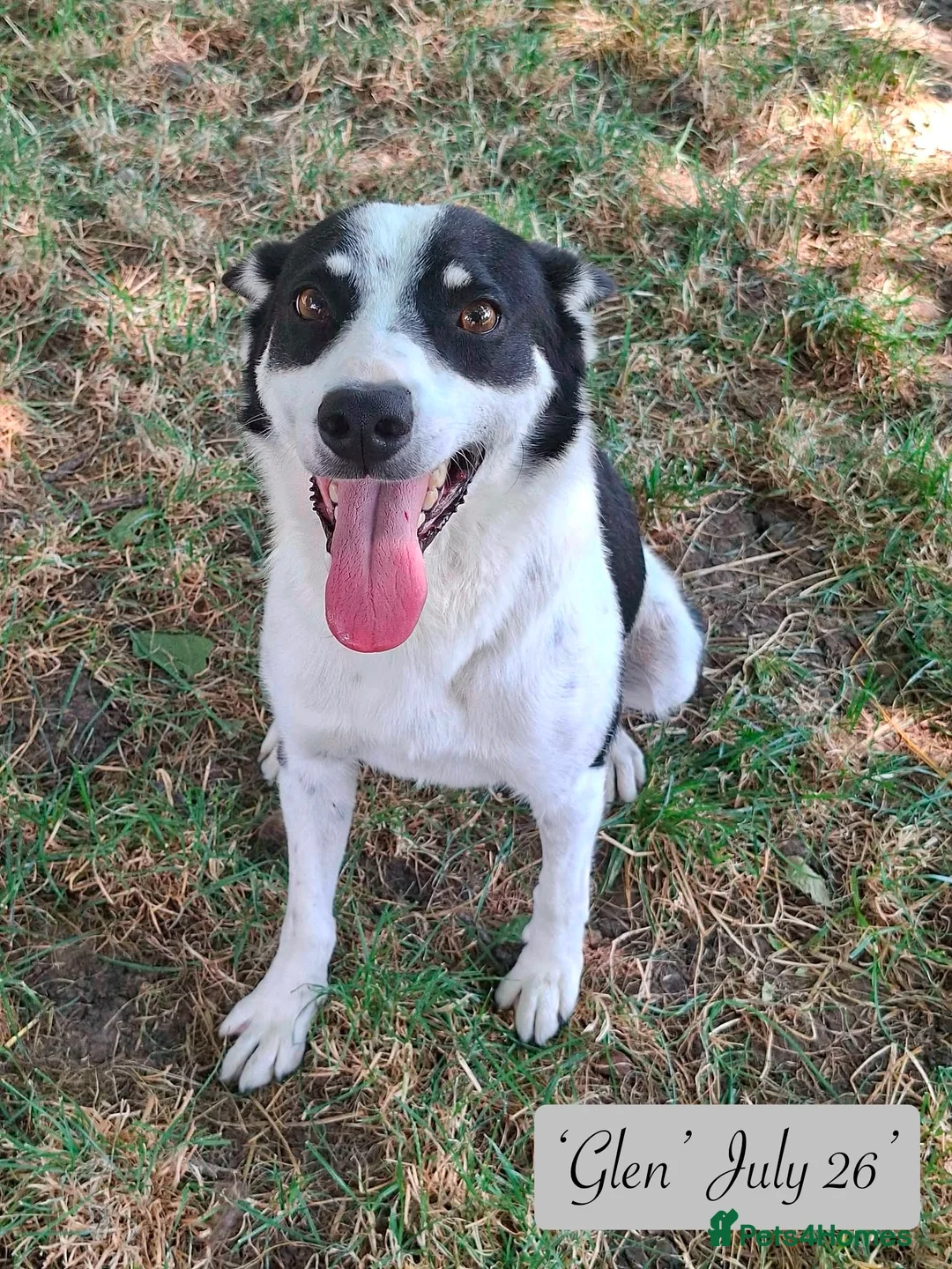 Mixed Breed dogs for adoption: Glen, 5 yrs approx. Reserved STC. - Advert 2