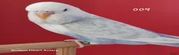 Budgerigars birds for sale: Hobby budgie breeder- waiting list open in Kidwelly - Advert 8