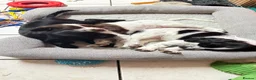English Springer Spaniel dogs for sale: English springer spaniel puppies for sale - Advert 5