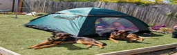 Mixed Breed dogs for adoption: AMELIA - 22 months old, Female, Mixed Breed in Eastbourne - Advert 7