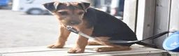 Lakeland Terrier dogs for sale: Beautiful Lakeland Bitch - Advert 1