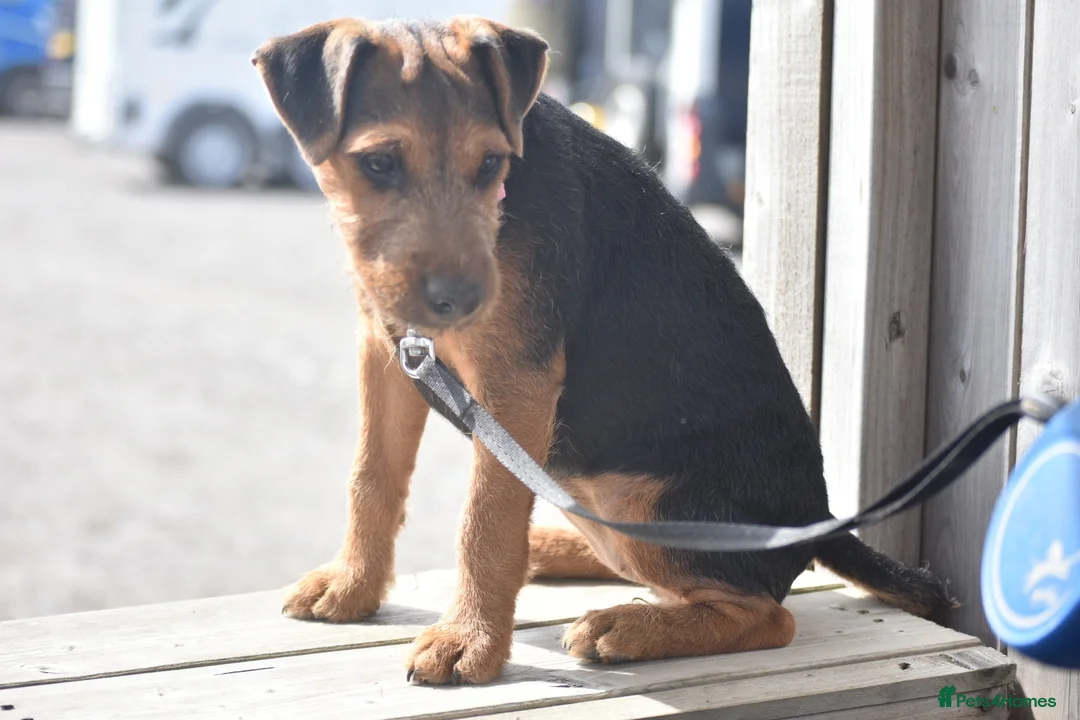 Lakeland Terrier dogs for sale: Beautiful Lakeland Bitch - Advert 1