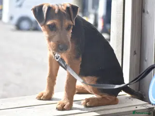 Lakeland Terrier dogs Beautiful Lakeland Bitch - Advert 17