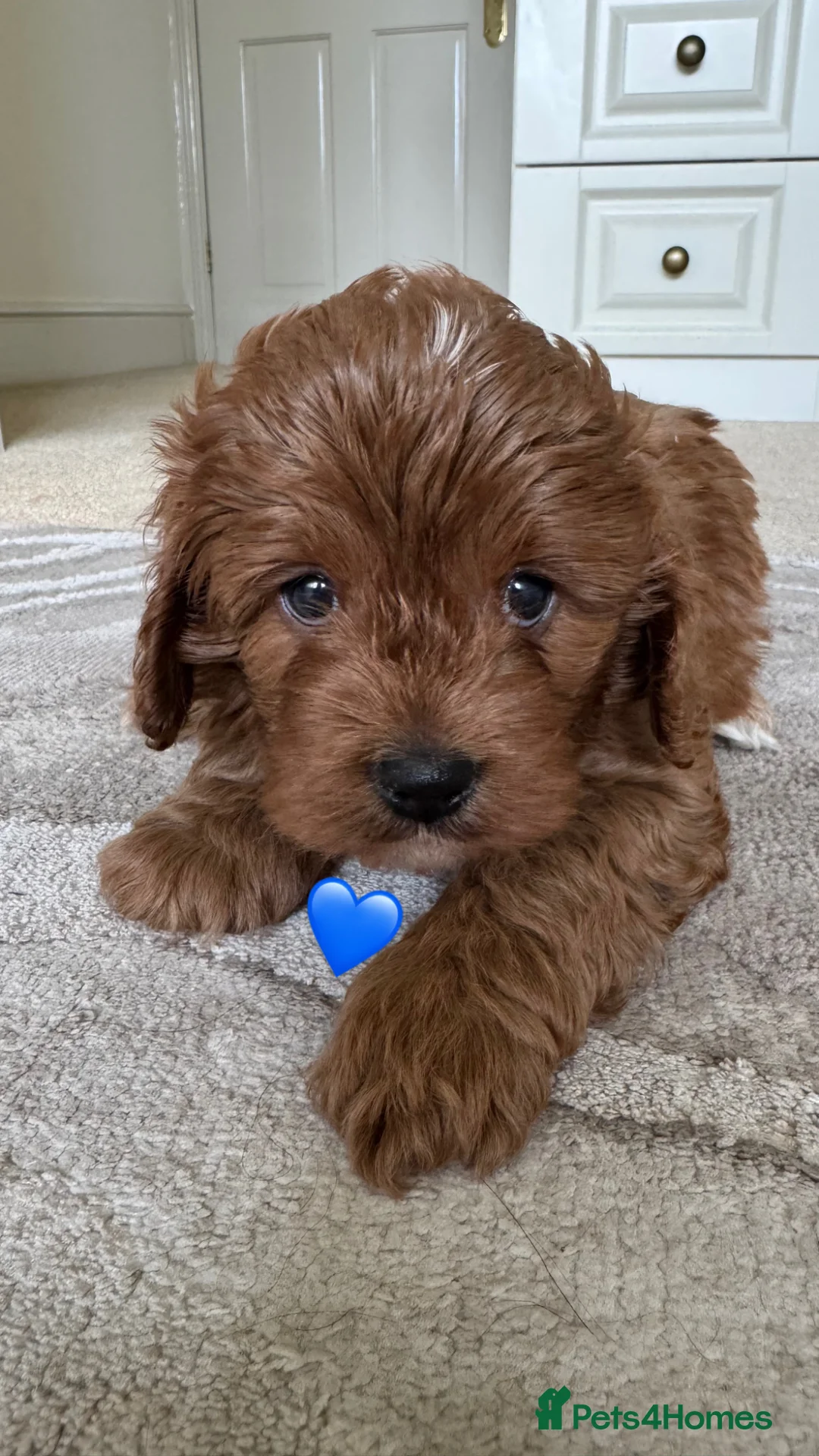 Cavapoo dogs for sale: Stunning F1 cavapoos - Advert 17