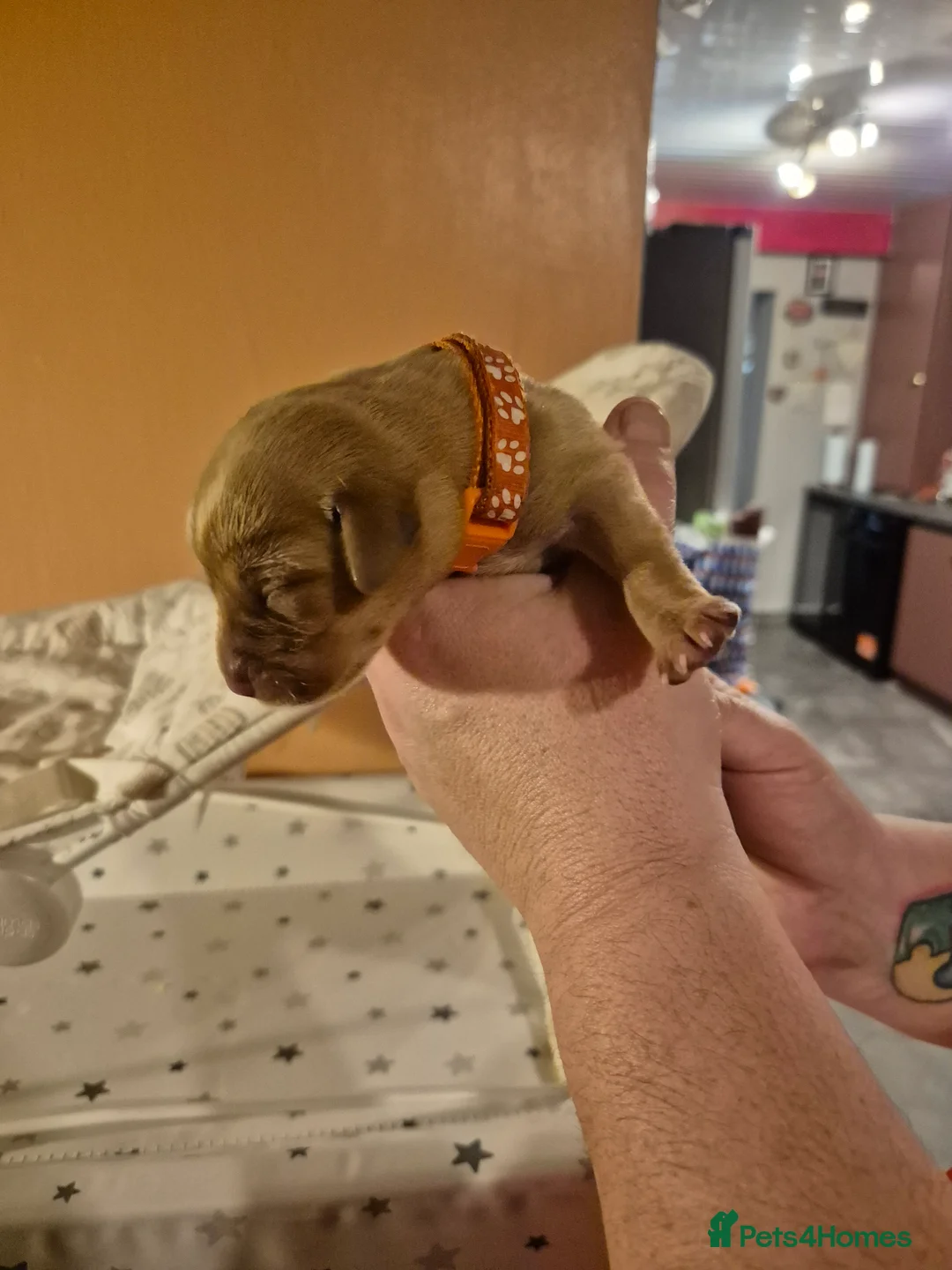 Labrador Retriever dogs for sale: KC Registered Pedigree Labrador Retriever Puppies - Advert 29