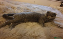 Scottish Fold cats for sale: Blue Scottish fold girl - Image 2