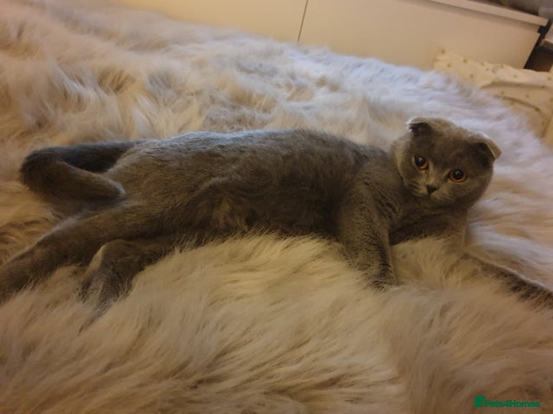 Scottish Fold cats for sale: Blue Scottish fold girl - Image 2