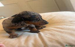 Miniature Dachshund dogs for sale: Miniture dachshund puppy’s  - Image 4