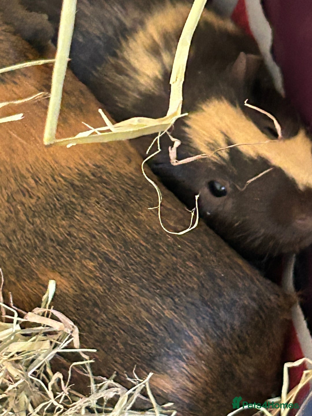 Guinea Pig rodents for sale: Two cuties reluctantly looking to be rehoused - Image 2