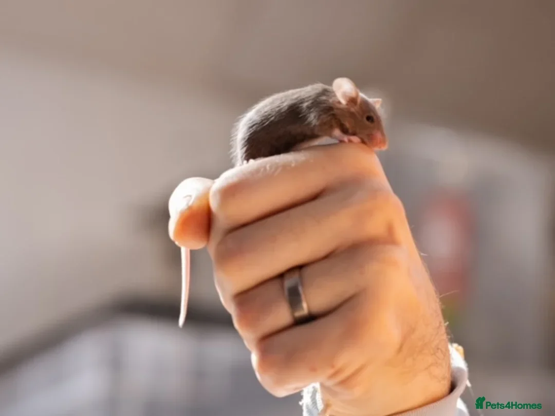 Mouse rodents for sale: <:3)~~~~ *!* baby pet fancy mice *!* <:3)~~~~ - Advert 1