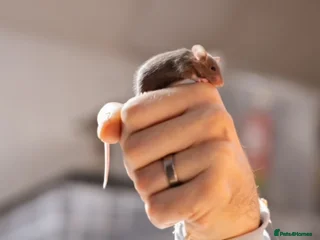 Mouse rodents for sale: <:3)~~~~ *!* baby pet fancy mice *!* <:3)~~~~ - Advert 1