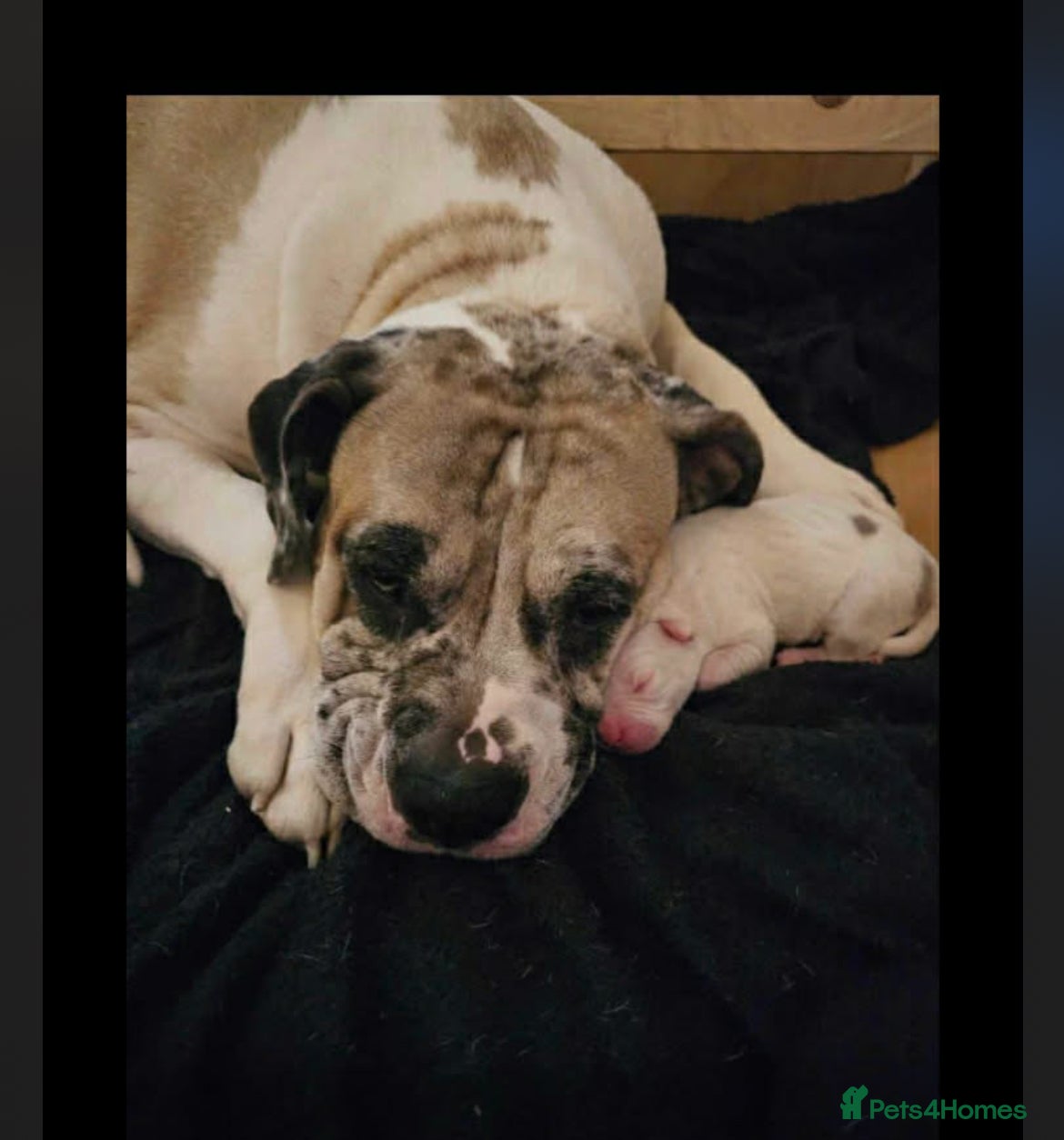 American Bulldog dogs lulu  - Advert 2