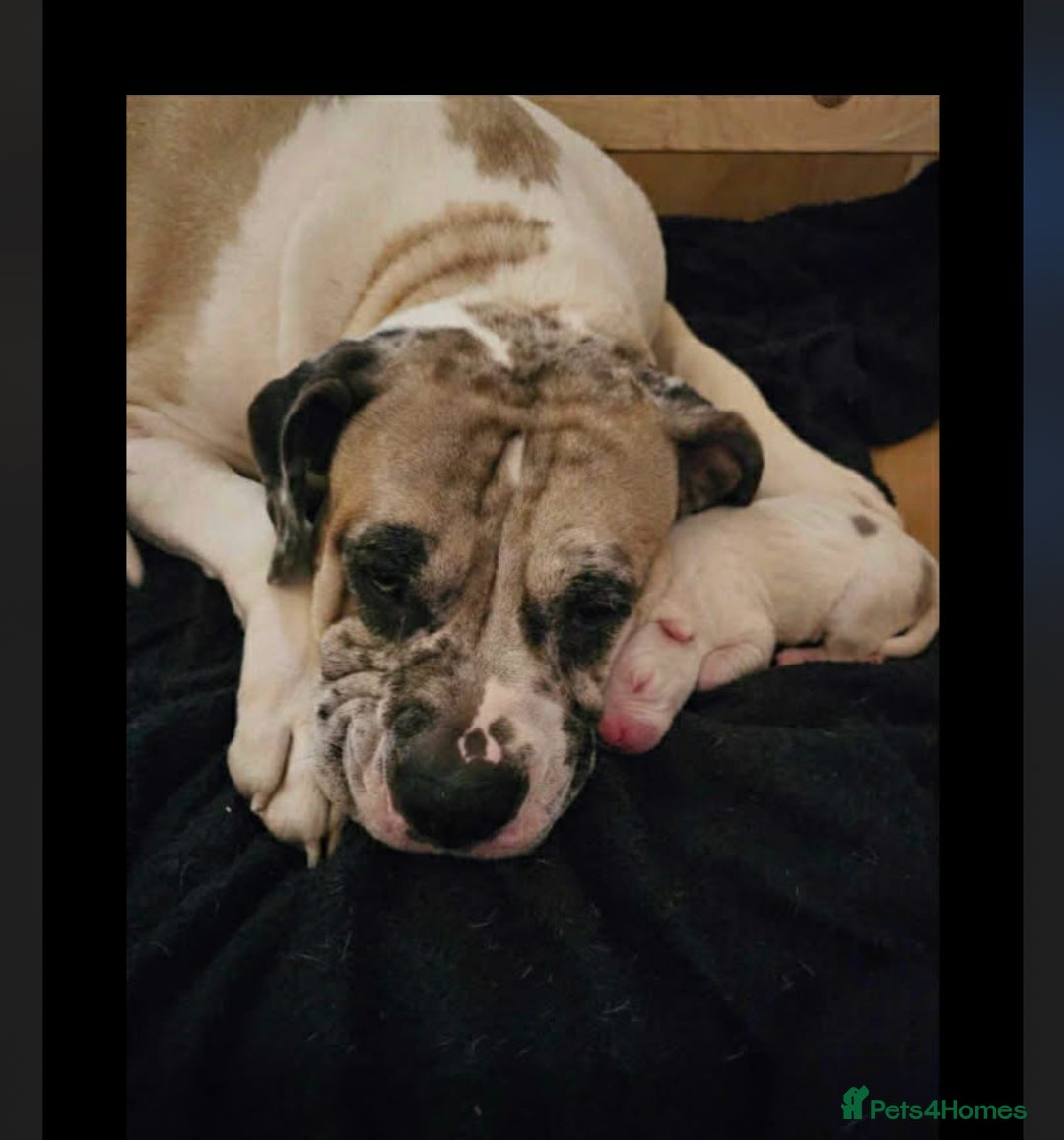 American Bulldog dogs for sale: lulu  - Advert 1