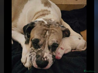 American Bulldog dogs lulu - Advert 1