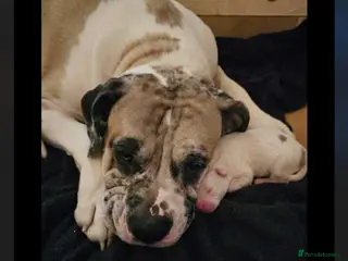 American Bulldog dogs lulu - Advert 5