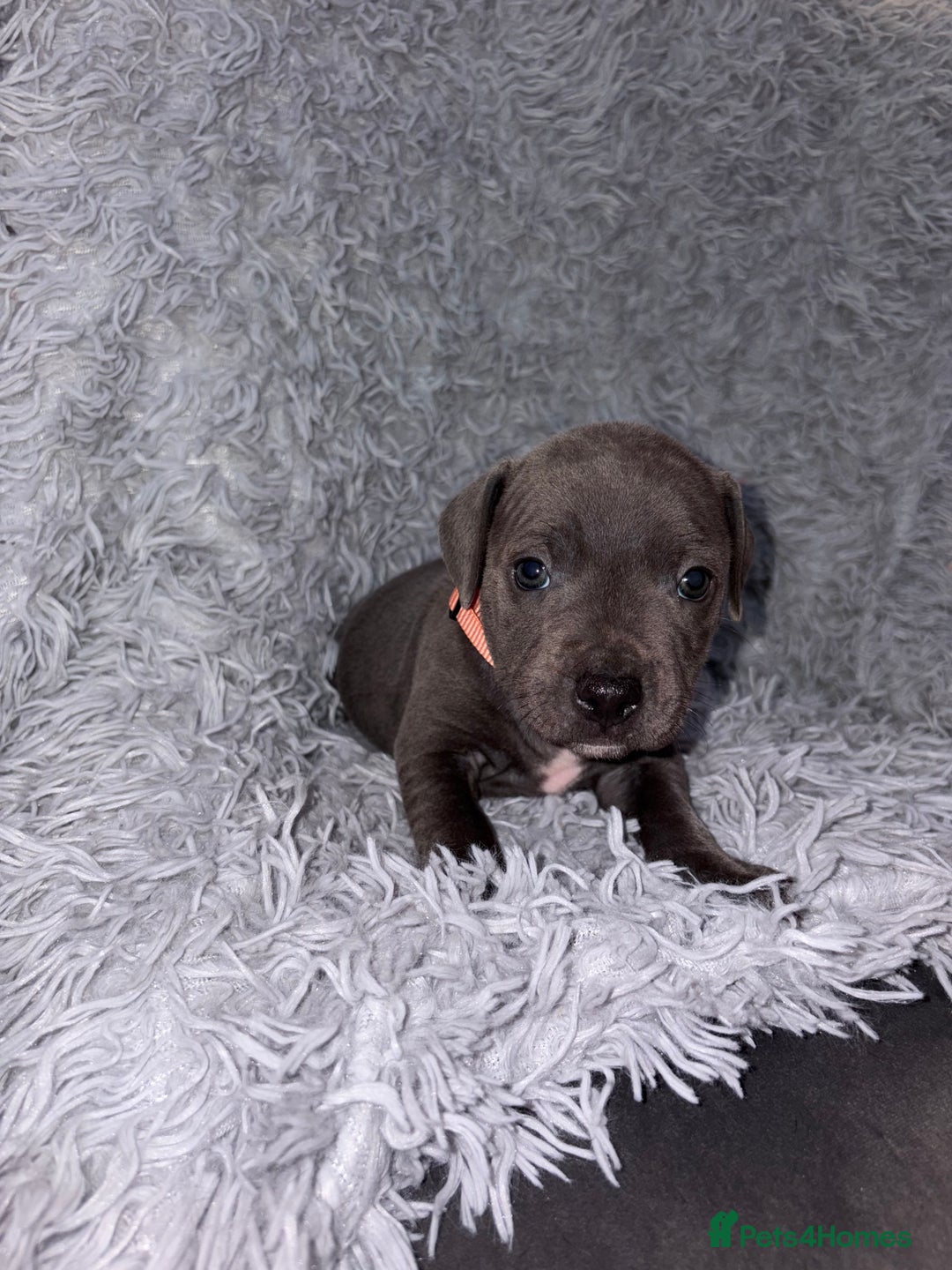 Staffordshire Bull Terrier dogs for sale: 6 Stunning Blue Staffordshire Bull Terrier pups 💙 - Advert 11