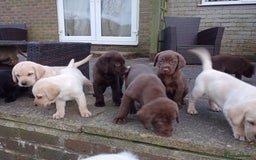 Labrador Retriever dogs for sale: Labradors puppys - Image 2