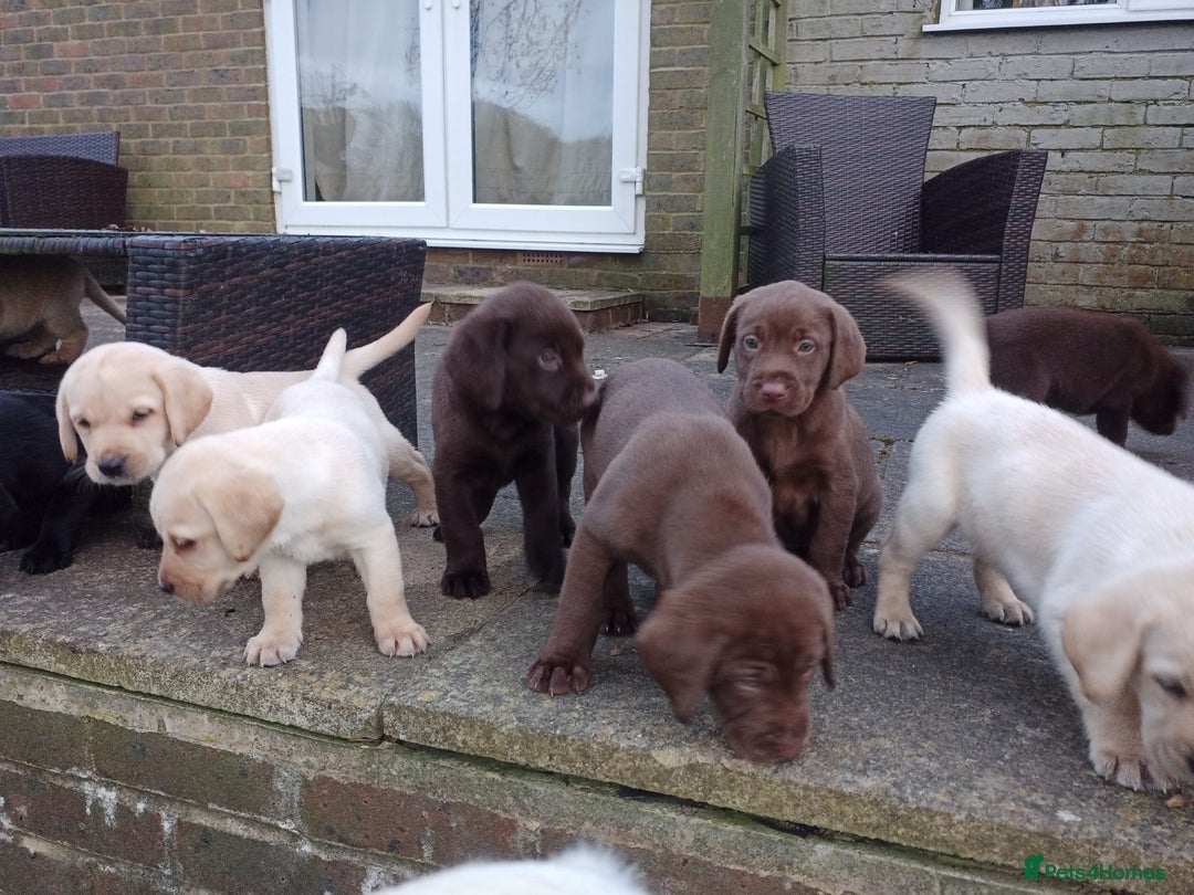 Labrador Retriever dogs for sale: Labradors puppys - Image 2