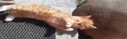 Mixed Breed cats for sale: 5 kittens available from a litter of 6 - Advert 11