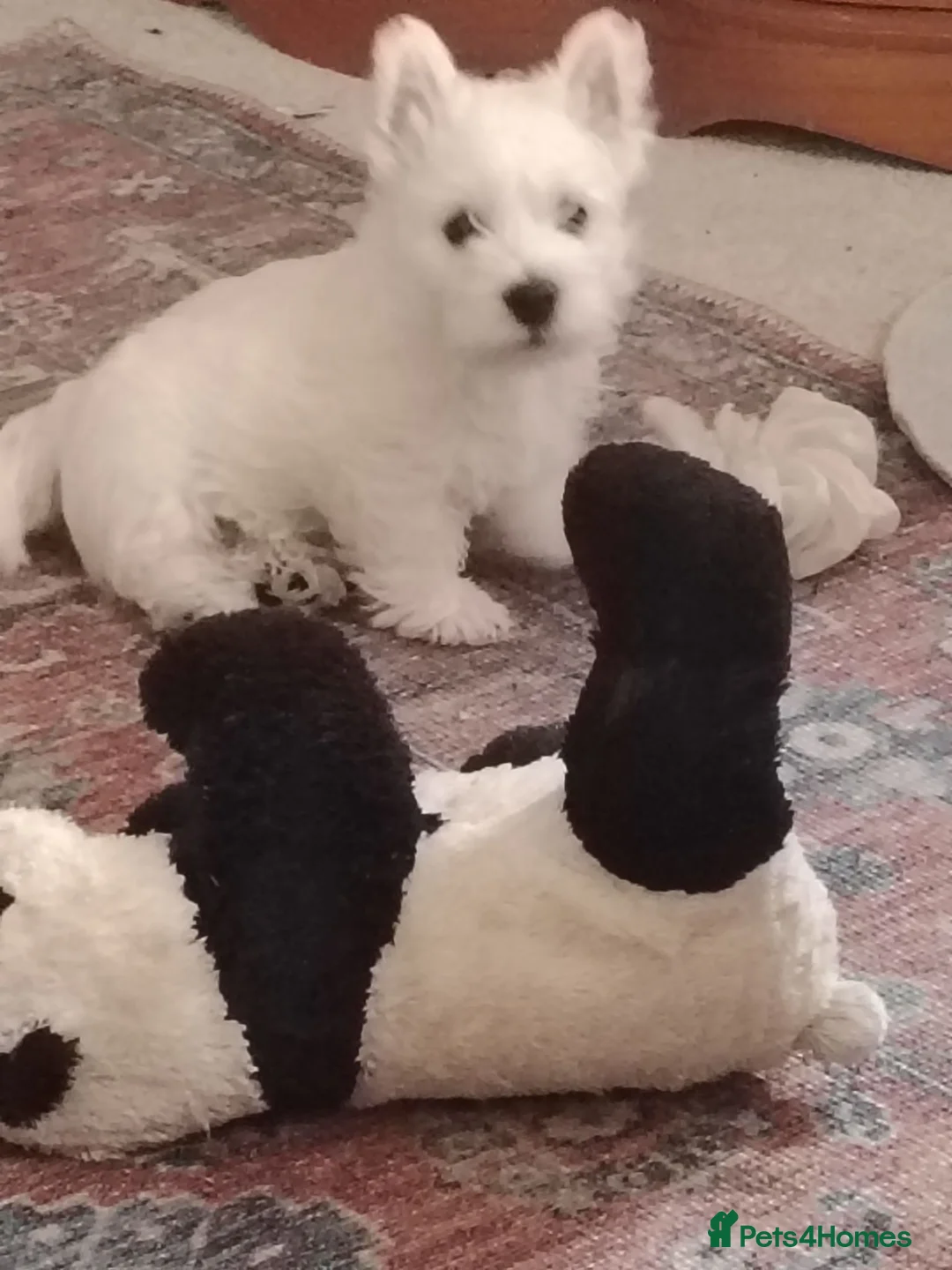 West Highland Terrier dogs for sale: West highland terrier boy in Swaffham - Advert 2