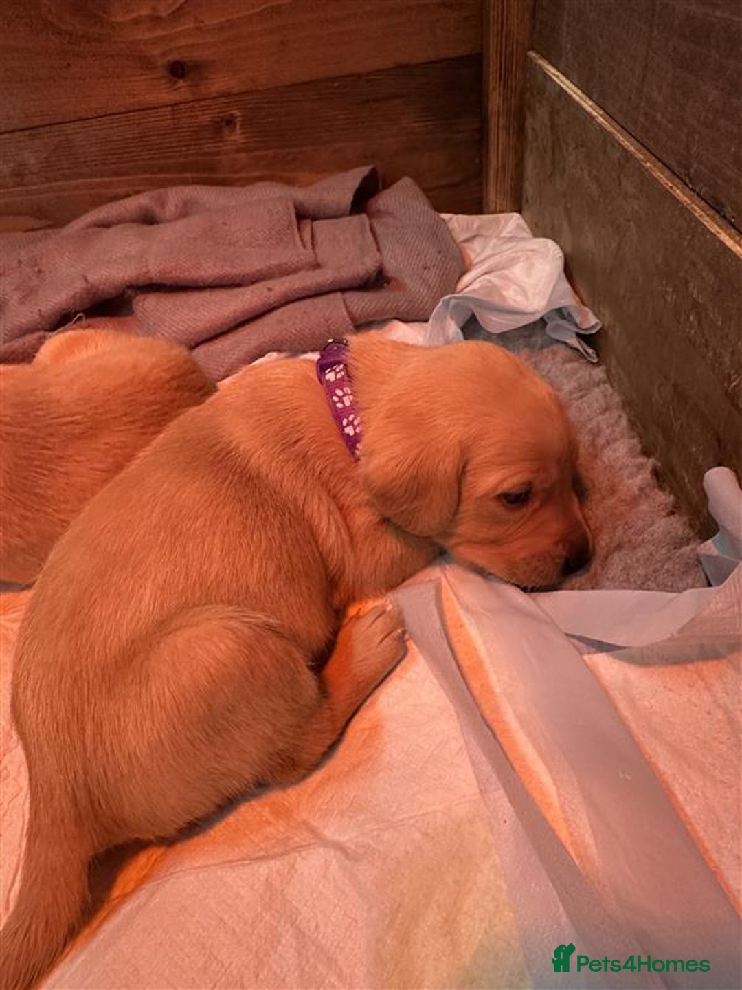 Labrador Retriever dogs for sale: Labrador Puppies Looking for Their Forever Homes!  - Image 20