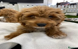 Cockapoo dogs for sale: 🐾STUNNING F1 COCKERPOOS REG BREEDER🐾 - Image 10