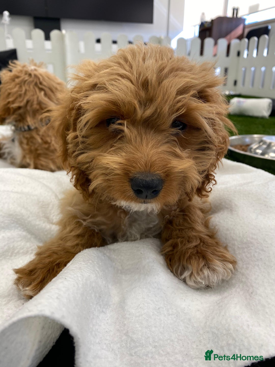 Cockapoo dogs for sale: 🐾STUNNING F1 COCKERPOOS REG BREEDER🐾 - Image 10