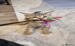 Savannah cats for sale: Gorgeous f5 kittens. Just melanistic girl left - Image 6