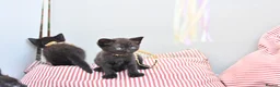 British Shorthair cats for sale: 5 Bundles of Love - Persian x BSH kittens  - Advert 11
