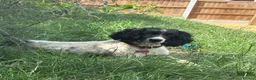 English Springer Spaniel dogs for sale: Beautiful springer spaniel puppies  - Advert 2