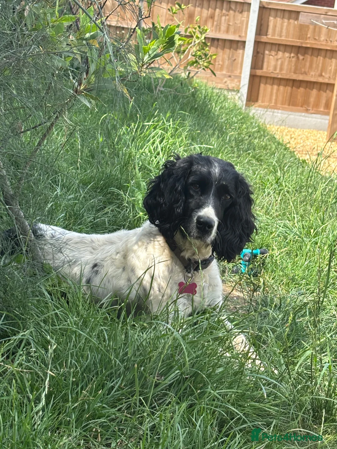 English Springer Spaniel dogs for sale: Beautiful springer spaniel puppies  - Advert 2