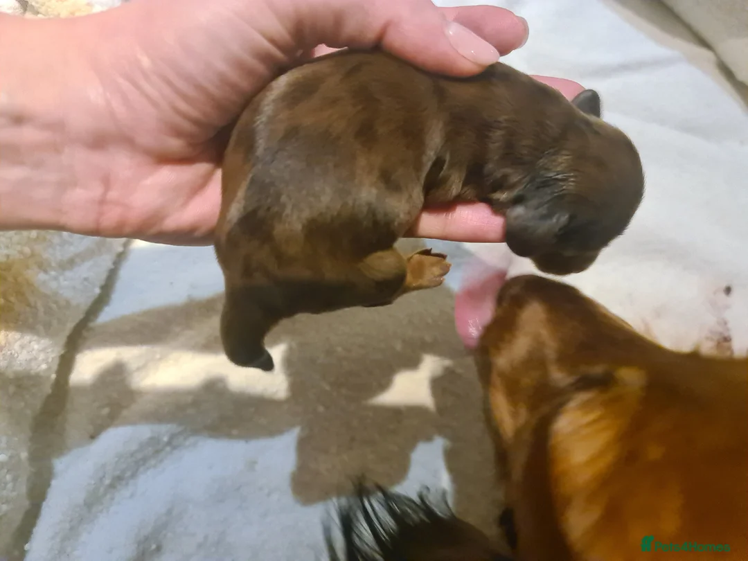 Miniature Dachshund dogs for sale: 6 beautiful long-haired dachshund pupps - Advert 4