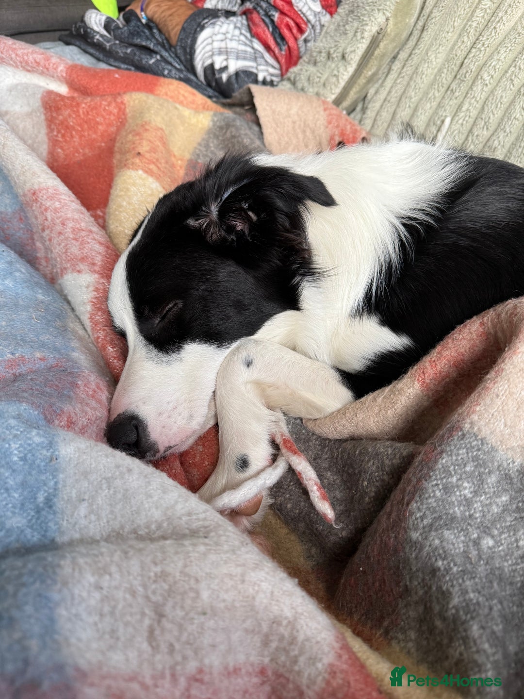 Border Collie dogs for sale: 7 month old Border collie (male) - Image 2