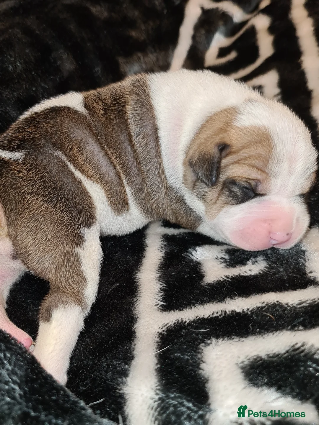 Mixed Breed dogs for sale: American bull staffy pups in Bishop Auckland - Advert 1