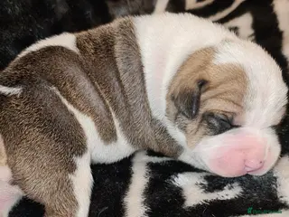 Mixed Breed dogs American bull staffy pups - Advert 12