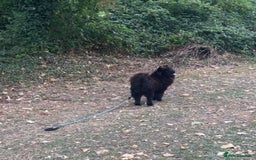 Chow Chow dogs for sale: FEMALE CHOW CHOW. - Image 4
