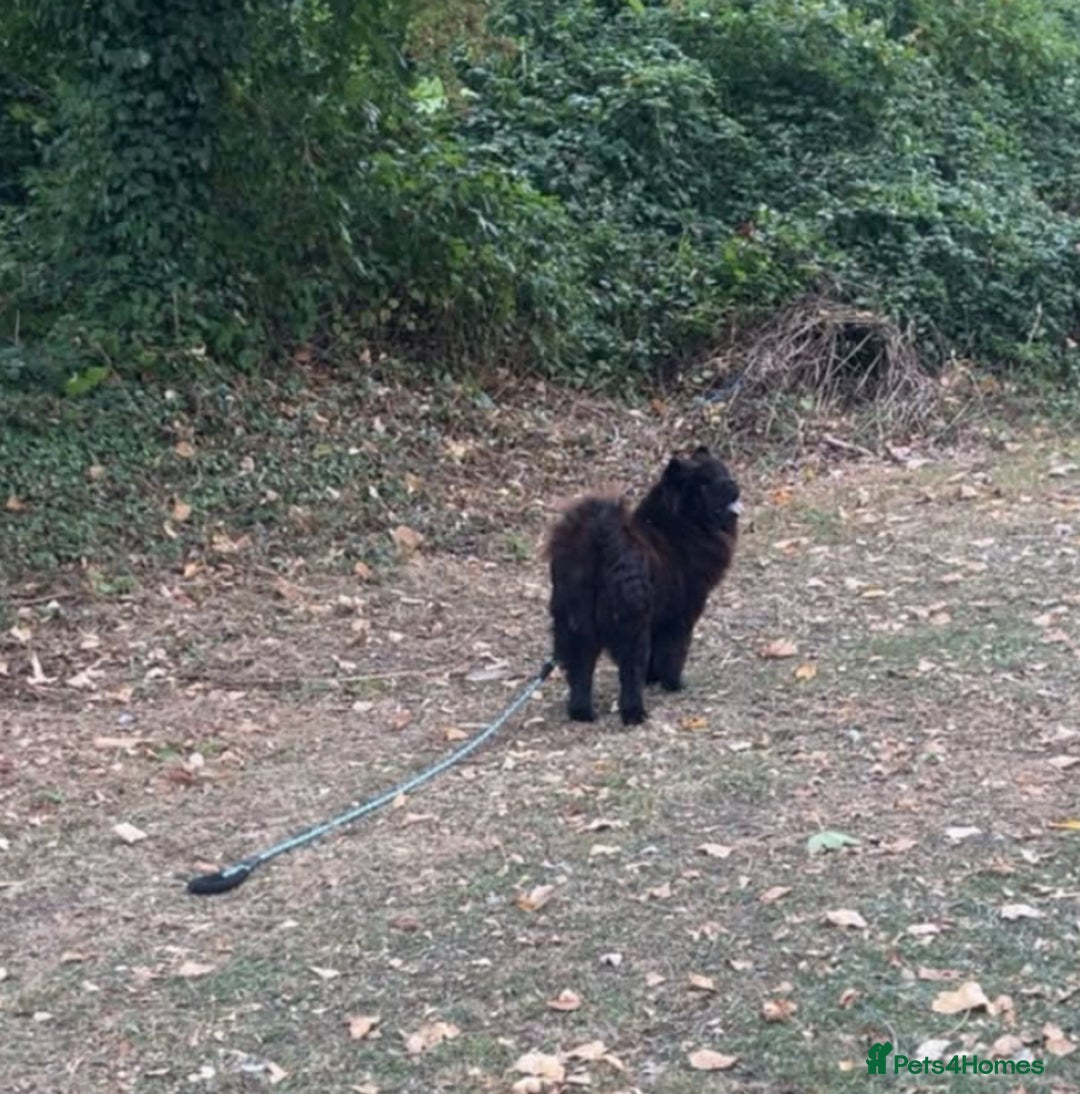 Chow Chow dogs for sale: FEMALE CHOW CHOW. - Image 4